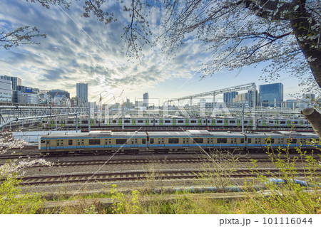 線路沿いの桜と京浜東北線、東京総合車両センターの山手線車両 101116044