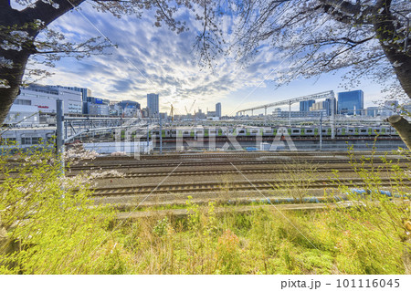 線路沿いの桜と東京総合車両センターの山手線車両 / Tokyo Japan 101116045
