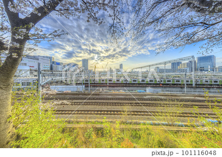 線路沿いの桜と東京総合車両センターの山手線車両 / Tokyo Japan 101116048