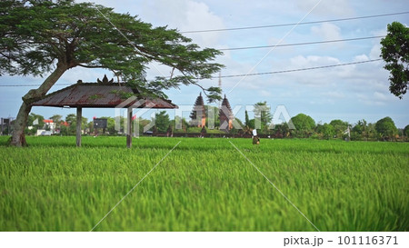 A gazebo with a thatched roof in the middle of a rice field, a resting place. A beautiful picturesque view of a Bali village against a green field. A gazebo with a thatched roof in the middle of a rice field, a resting place. A beautiful picturesque view of a Bali village against a green field. 101116371