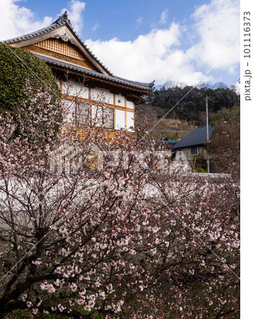 Cherry blossoms at a buddhist temple Cherry blossoms at a buddhist temple 101116373