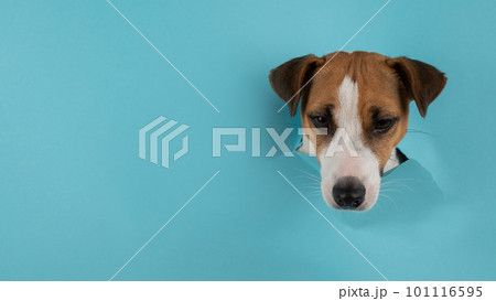Funny dog muzzle jack russell terrier sticks out of a hole in a blue cardboard background. Funny dog muzzle jack russell terrier sticks out of a hole in a blue cardboard background. 101116595