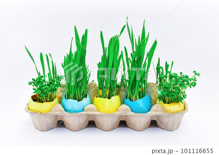 Easter. Young green sprouts of wheat and watercress in yellow and blue eggshells. Easter concept. 101116655