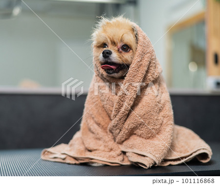 Cute pomeranian wrapped in a beige towel after washing. Grooming salon. Cute pomeranian wrapped in a beige towel after washing. Grooming salon. 101116868
