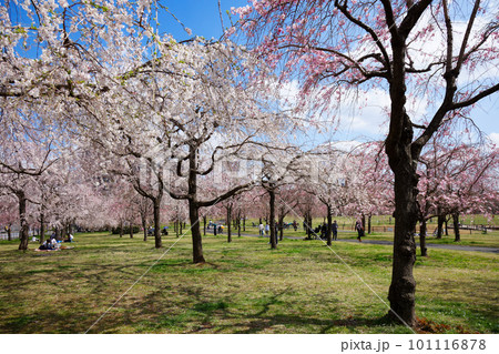 尾久の原公園の枝垂れ桜と青空 101116878