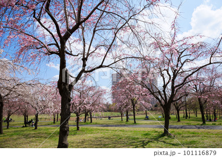 尾久の原公園の枝垂れ桜 スカイツリー 尾久の原公園の枝垂れ桜 スカイツリー 101116879