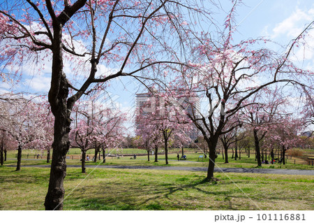 尾久の原公園の枝垂れ桜 スカイツリー 尾久の原公園の枝垂れ桜 スカイツリー 101116881