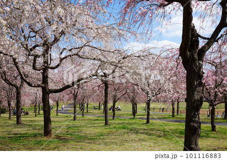 尾久の原公園の枝垂れ桜と青空 尾久の原公園の枝垂れ桜と青空 101116883