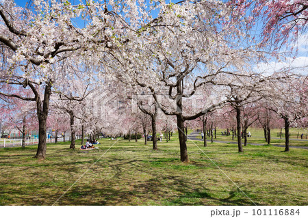 尾久の原公園の枝垂れ桜と青空 101116884