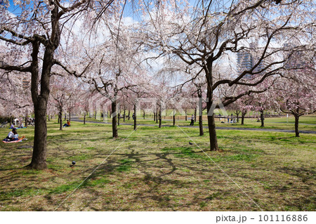 尾久の原公園の枝垂れ桜と青空 101116886
