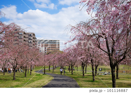 尾久の原公園の枝垂れ桜と青空 101116887