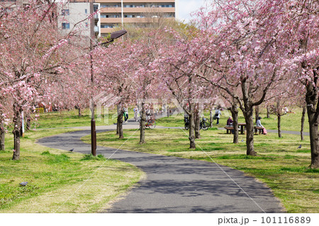 尾久の原公園の枝垂れ桜と青空 尾久の原公園の枝垂れ桜と青空 101116889