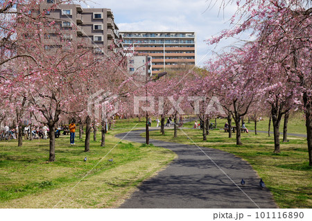 尾久の原公園の枝垂れ桜と青空 101116890