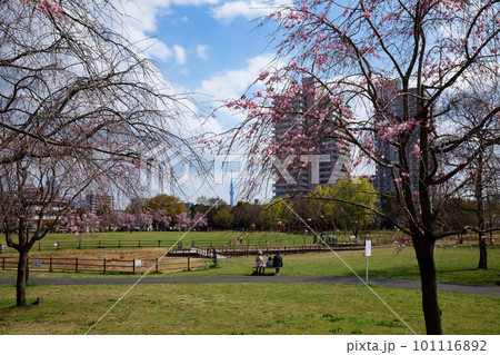 尾久の原公園の枝垂れ桜 スカイツリー 尾久の原公園の枝垂れ桜 スカイツリー 101116892