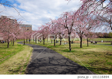 尾久の原公園の枝垂れ桜と青空 尾久の原公園の枝垂れ桜と青空 101116894