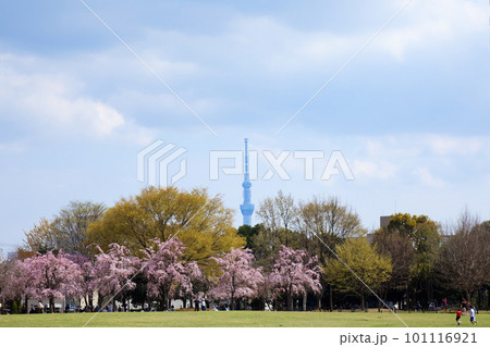 尾久の原公園の枝垂れ桜　スカイツリー 101116921