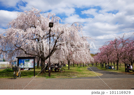 尾久の原公園の枝垂れ桜と青空 101116929