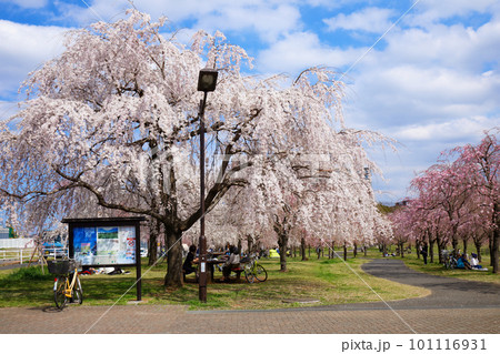 尾久の原公園の枝垂れ桜と青空 尾久の原公園の枝垂れ桜と青空 101116931