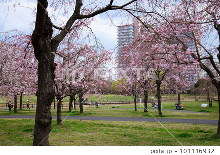 尾久の原公園の枝垂れ桜 尾久の原公園の枝垂れ桜 101116932