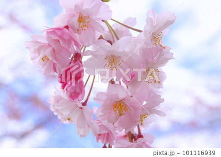 尾久の原公園の枝垂れ桜と青空　クローズアップ 101116939