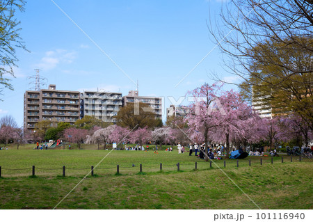 尾久の原公園の枝垂れ桜と若葉に新緑 尾久の原公園の枝垂れ桜と若葉に新緑 101116940