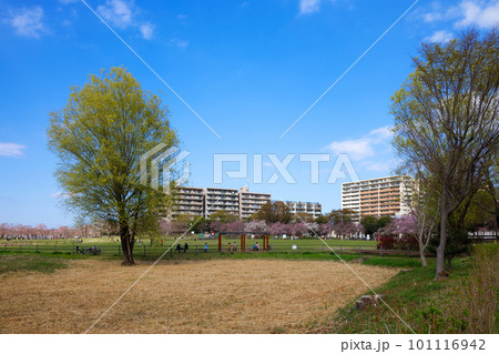 尾久の原公園の枝垂れ桜と若葉に新緑 尾久の原公園の枝垂れ桜と若葉に新緑 101116942