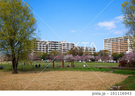 尾久の原公園の枝垂れ桜と若葉に新緑 101116943
