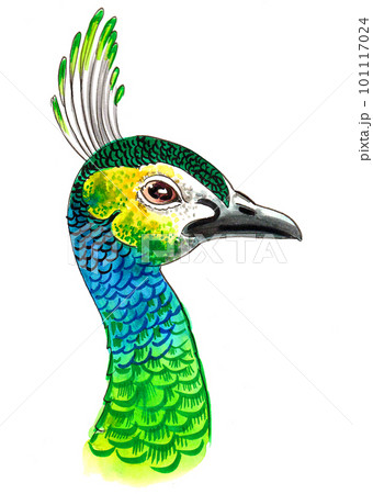 Peacock drawing Black and White Stock Photos & Images - Alamy