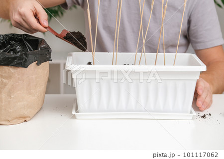 The man fills the soil, covering the planted pea The man fills the soil, covering the planted pea 101117062