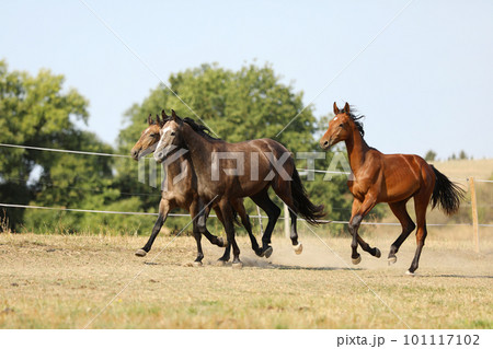 Herd of young sport horses stallions galloping on summer meadow, horse farm scene, agricultural scene, Czech republic 101117102