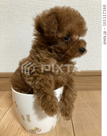 Teacup poodle clearance prezzo