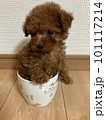 容器に入るトイプードル 101117214