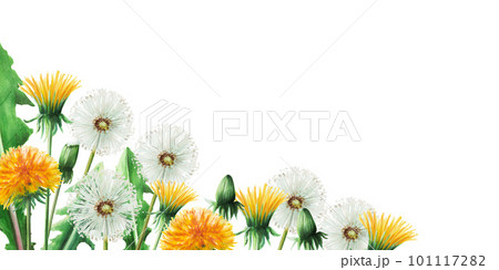 Watercolor frame of dandelions flowers and green leaves. Hand painting clipart botanical meadow illustration on a white isolated background. For designers, decoration, postcards, wrapping paper 101117282