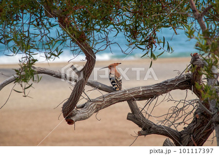 a canarian hoopoe bird, latin Upupa epops, sits on a tree and looks out over the ocean 101117397