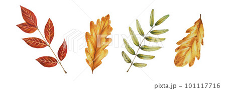 Autumn watercolor leafs isolated illustration on white background. Maple leaf, rowan leaves, oak leaf. Seasonal autumn elements. Thanksgiving, Halloween illustration for designers, scrapbooking 101117716