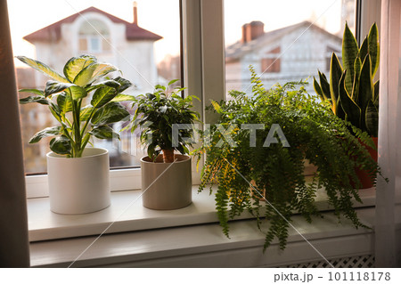 Different potted plants on window sill at home 101118178