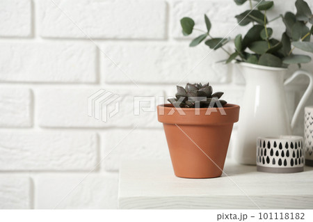 Beautiful succulent on wooden table near brick wall, space for text. Home plant 101118182