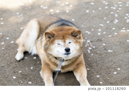 拒否柴　歩くのを嫌がる犬 101118260