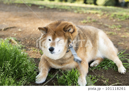 拒否柴　歩くのを嫌がる犬 101118261