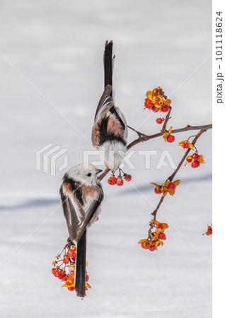 雪の妖精 シマエナガ 雪の妖精 シマエナガ 101118624
