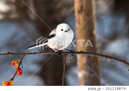 雪の妖精　シマエナガ 101118674