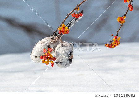 雪の妖精　シマエナガ 101118682