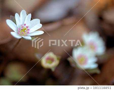 3月に咲いたミスミソウ 101118851