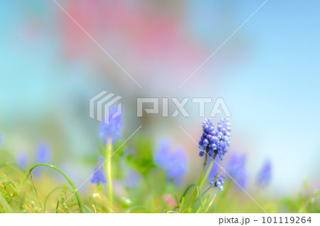 春イメージ  　ムスカリ 101119264