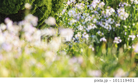 春の砂浜に咲くハマダイコン 101119401