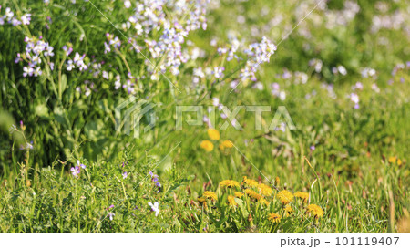 春の砂浜に咲くハマダイコン 101119407
