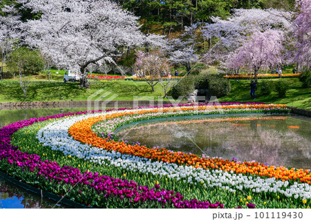 チューリップの曲線 101119430