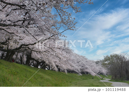 満開の桜堤 101119488