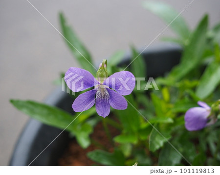 クワガタスミレ 101119813