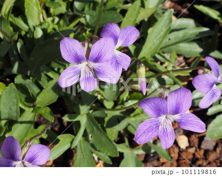 クワガタスミレ 101119816